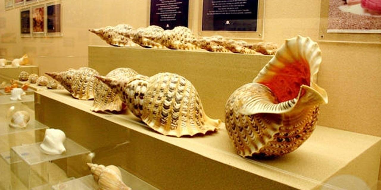 seashell museum in jaipur